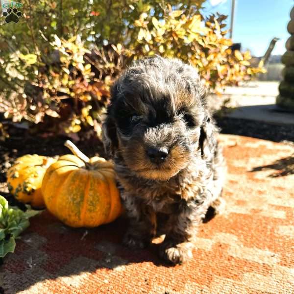 Twinkles, Mini Goldendoodle Puppy